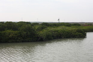 河畔绿植环绕的宁静水域