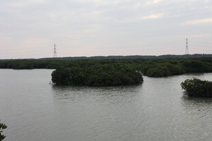 宁静水域中的绿色岛屿