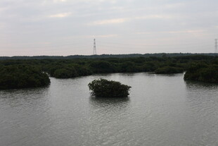 湿地水域中的孤岛景观