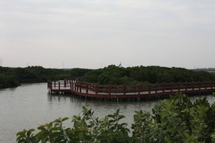 河畔木质栈道风景