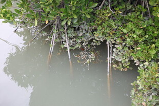 水边繁茂的绿色红树林