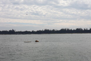 湖面孤舟与远方树林