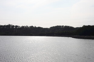 宁静湖面与远处树林