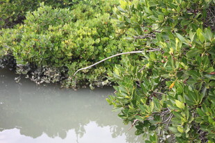 河岸红树林景观