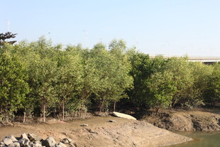 河岸茂密树林景观