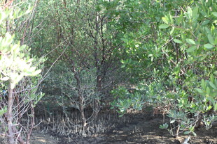 茂密树林中的自然景象