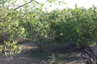 林间小道绿意盎然的景致