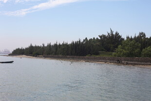 宁静河畔的葱郁树林