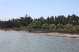 河畔绿树成荫的美丽景致