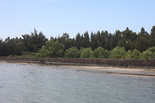 岸边绿树环绕的宁静水域