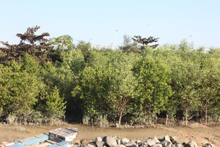 绿意盎然的树林景观