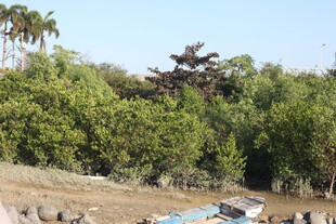 户外绿树环绕的开阔场景