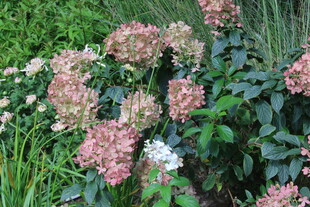 绣球花  