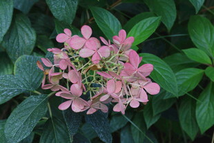 绣球花  
