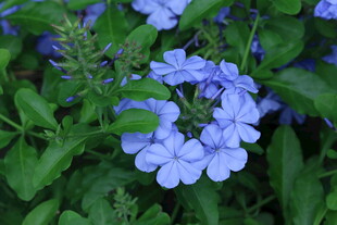 蓝雪花  