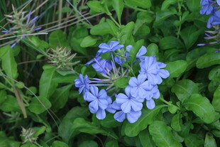 蓝雪花  