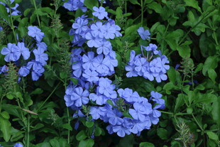 蓝雪花 
