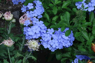 蓝雪花  