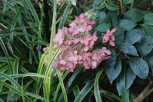 绣球花 