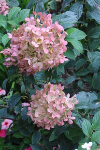 绣球花 