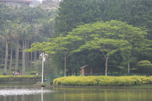湖畔绿树成荫景致 厦门大学