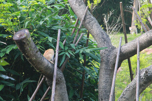 树枝上休憩的橘猫