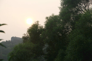 夕阳下的葱郁树林