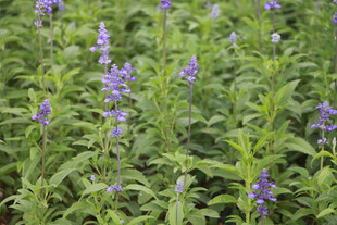 紫色鼠尾草花田美景