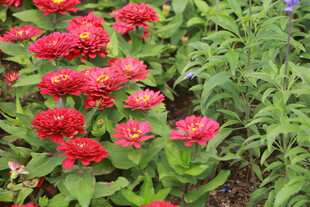 鲜艳红色百日菊绽绿叶间