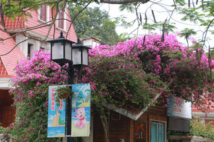 繁花簇拥的街边景致 厦门鼓浪屿