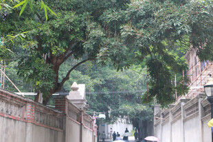 厦门鼓浪屿小巷绿树间的静谧景象