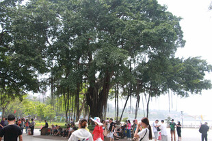 厦门鼓浪屿古树下的热闹人群