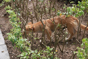橘猫在灌木丛中嗅探