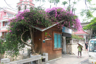 厦门鼓浪屿繁花簇拥的街边小屋
