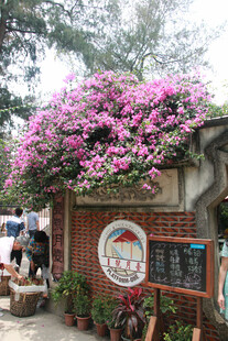 厦门鼓浪屿繁花簇拥的古朴砖墙