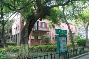 粉色楼房旁的繁茂大树 鼓浪屿