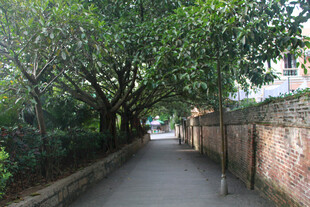 林荫小道 静 厦门