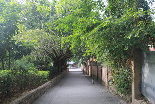 厦门鼓浪屿 绿荫覆盖的幽静小巷