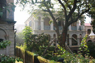 厦门鼓浪屿古典庭院中的繁茂大树