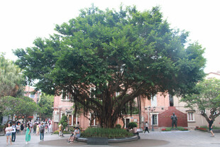 古榕树屹立于广场之中 鼓浪屿