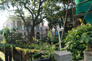 庭院绿植景观 厦门鼓浪屿