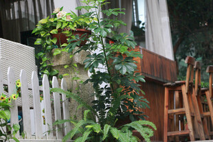 庭院绿植与木质座椅景观