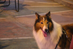 可爱苏格兰牧羊犬户外瞬间