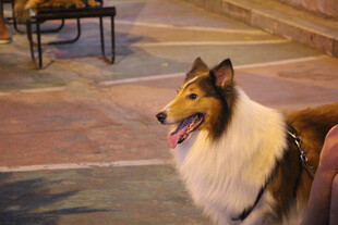 可爱牧羊犬户外惬意模样