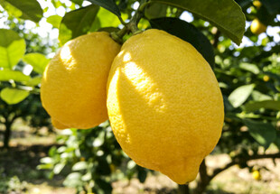 枝头的金黄柠檬