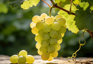 绿葡萄挂在藤上