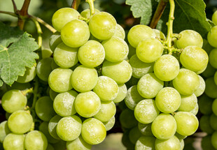 青葡萄挂于枝头