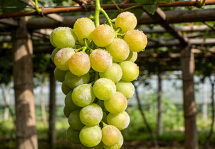 棚架下的一串绿葡萄