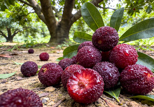 地上堆放的杨梅