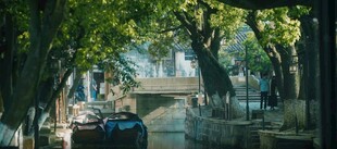 林荫下的静谧街道